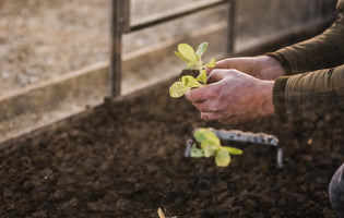 Gardener nurturing his seedlings
