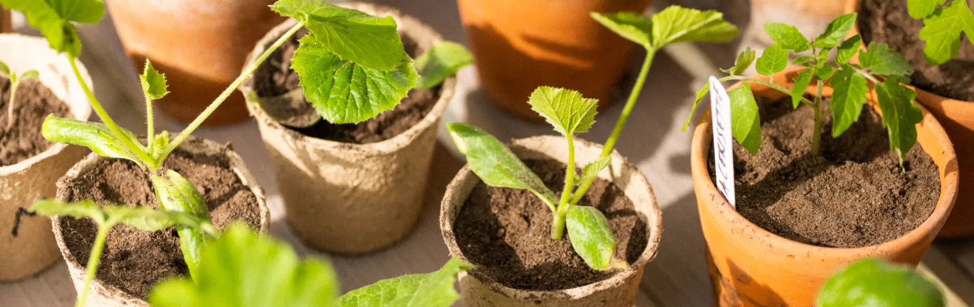 Young plants in an assortment of pots