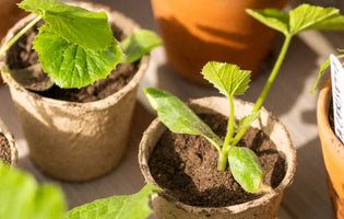 Young plants in an assortment of pots