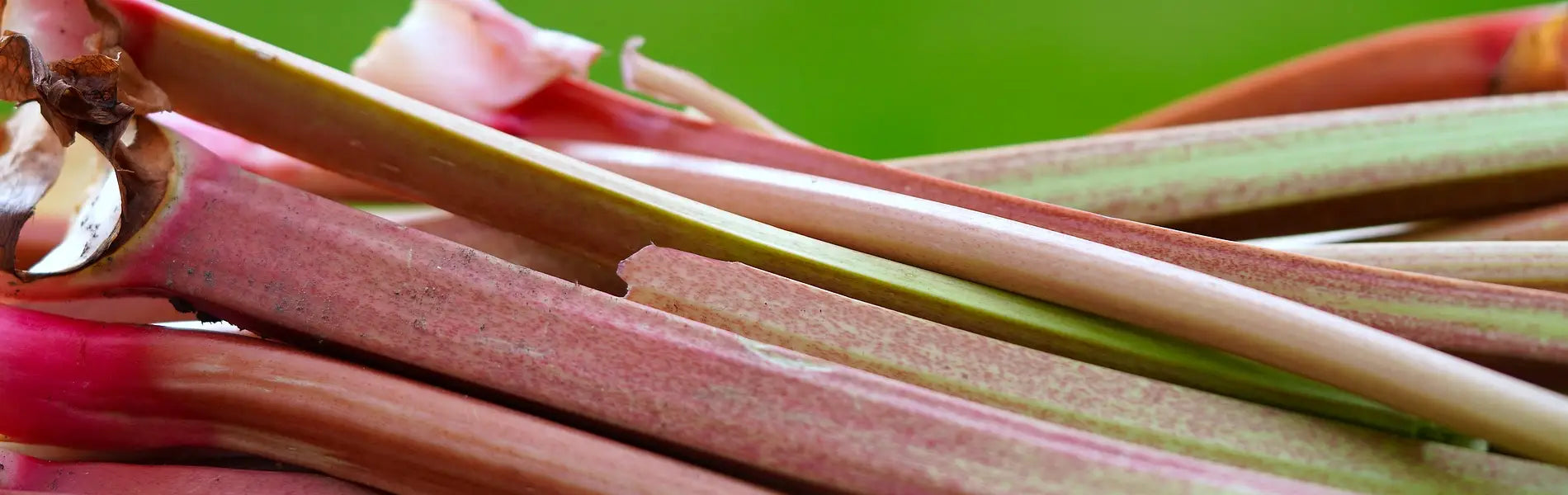 Rhubarb stalks