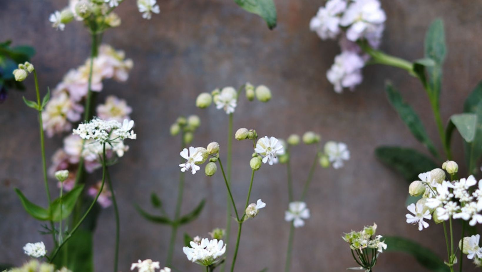 Wildflowers