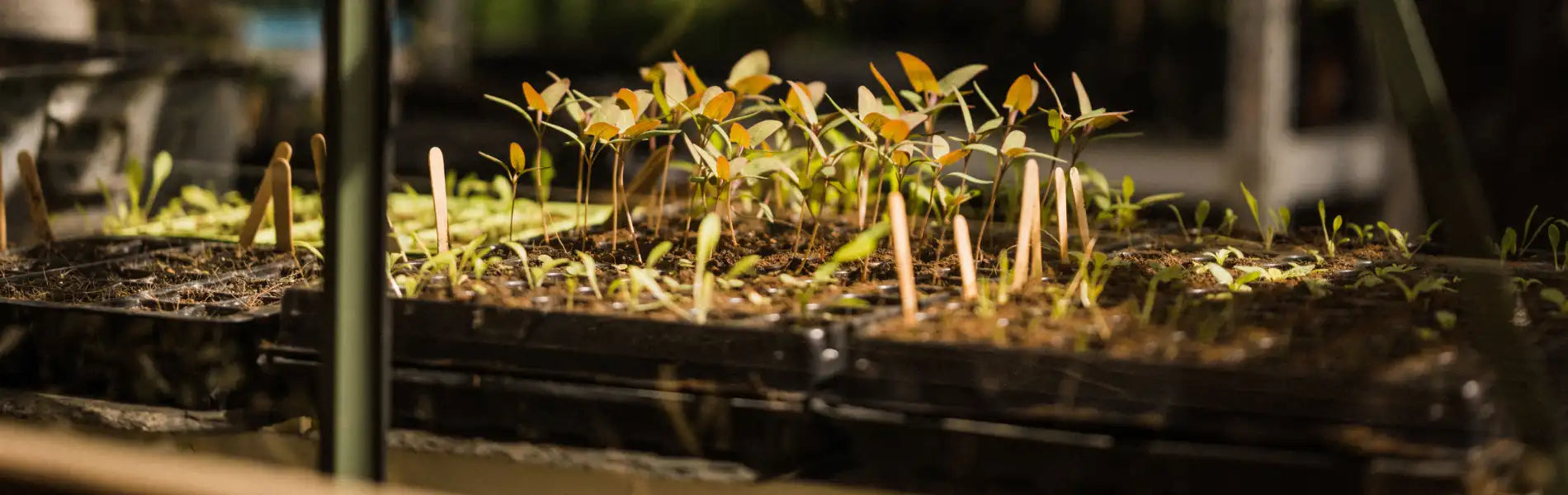 Seedlings growing in a greenhouse