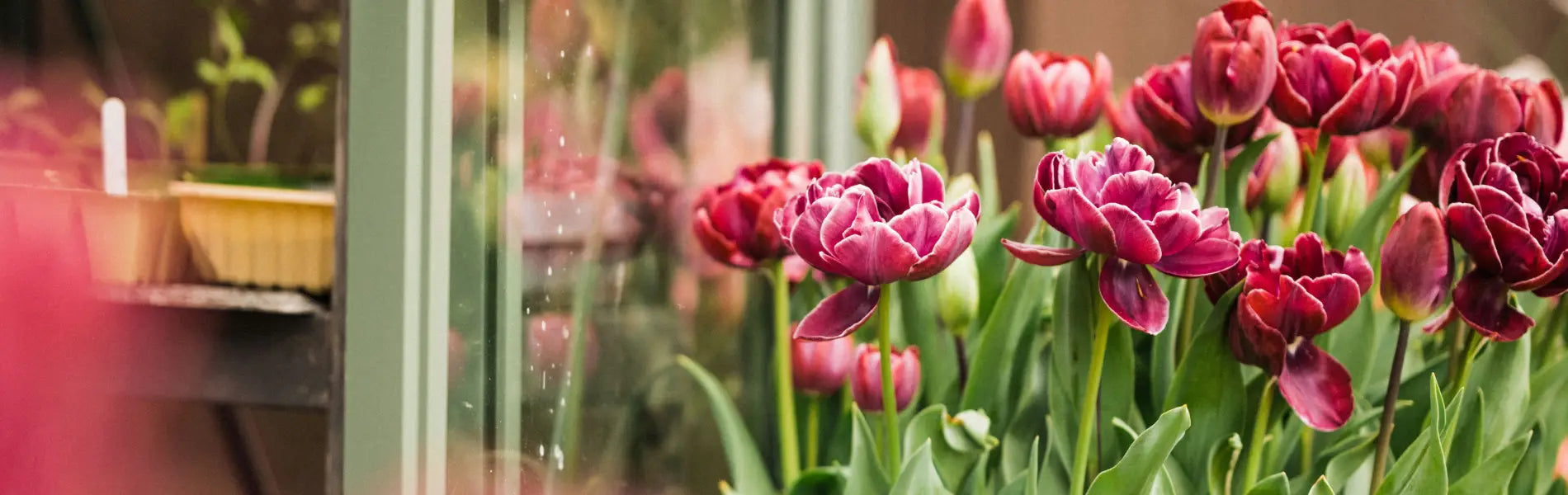 Flowers outside of a greenhouse