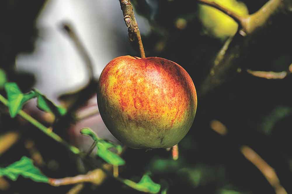 January at Norfolk School of Gardening - Planting Fruit Trees