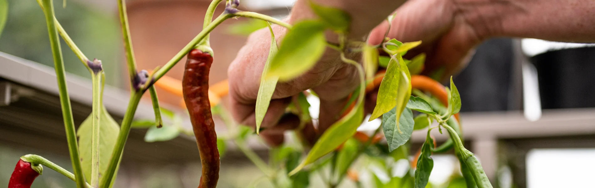 Chillis being harvested