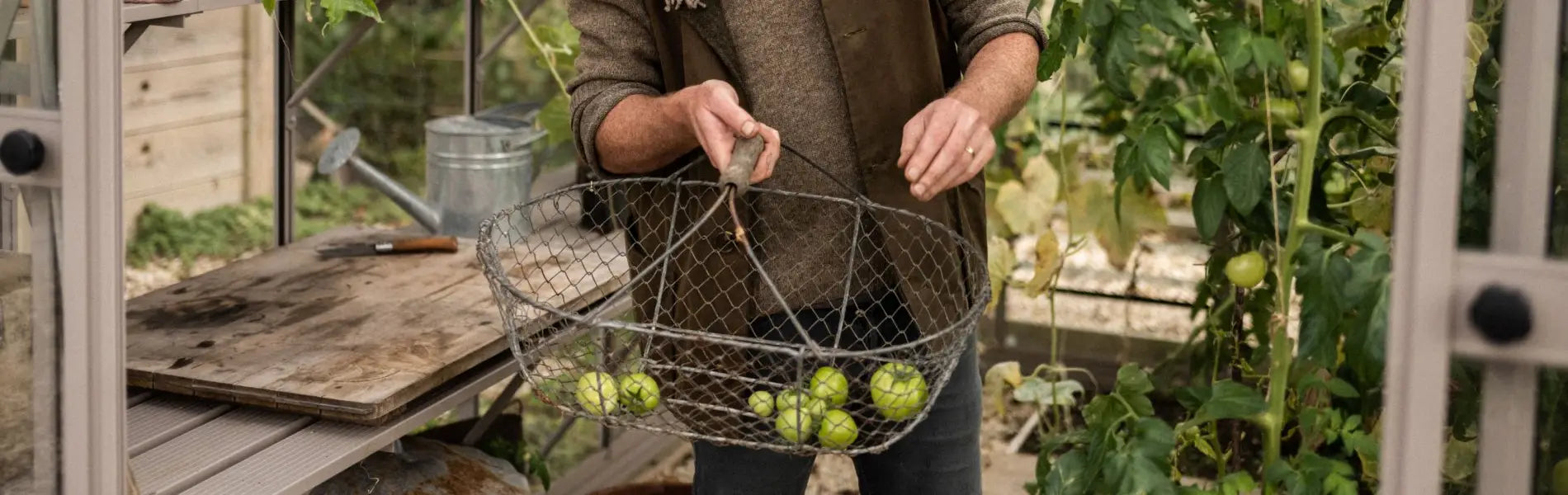 Gentleman harvesting vegetables from his greenhouse