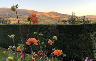 Flowers From the Farm: La-Di Dardy Flowers, Fran Phillips