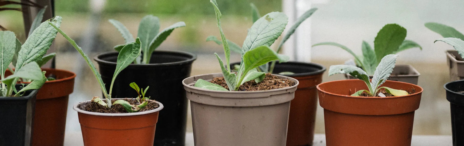 Young plants on a shelf