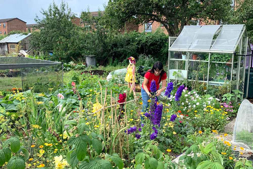 August Allotment Blog