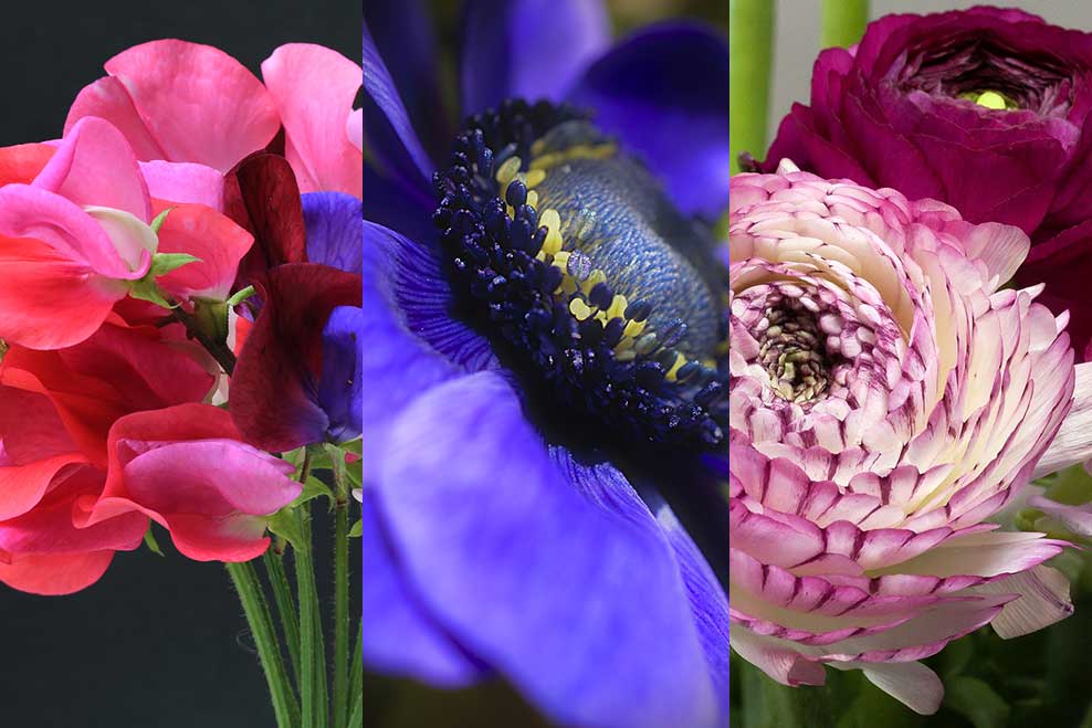 Sowing Flowers in November: Ranunculus, Anemones & Sweet Peas