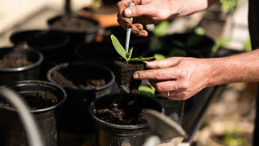 Transplanting in pots