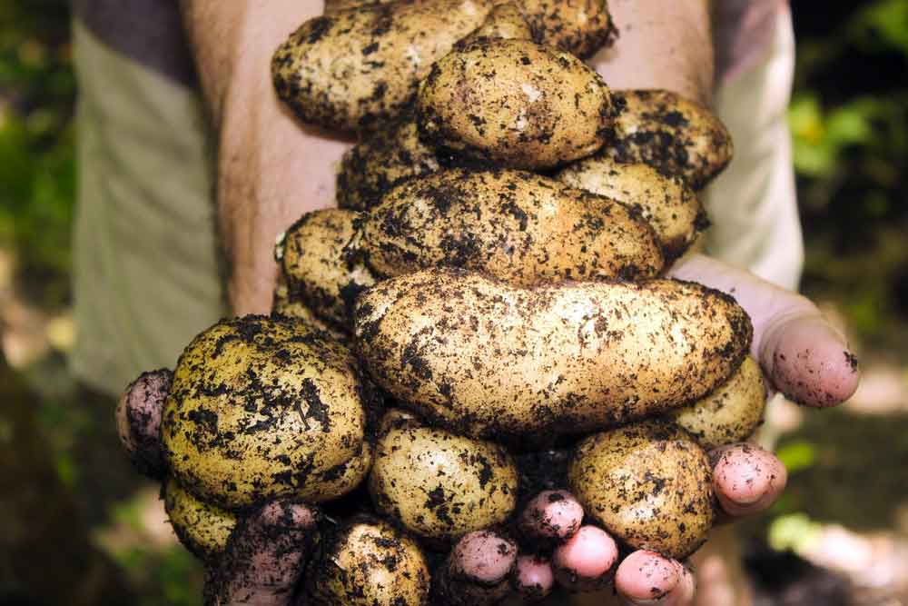 How to Grow Potatoes - our essential guide