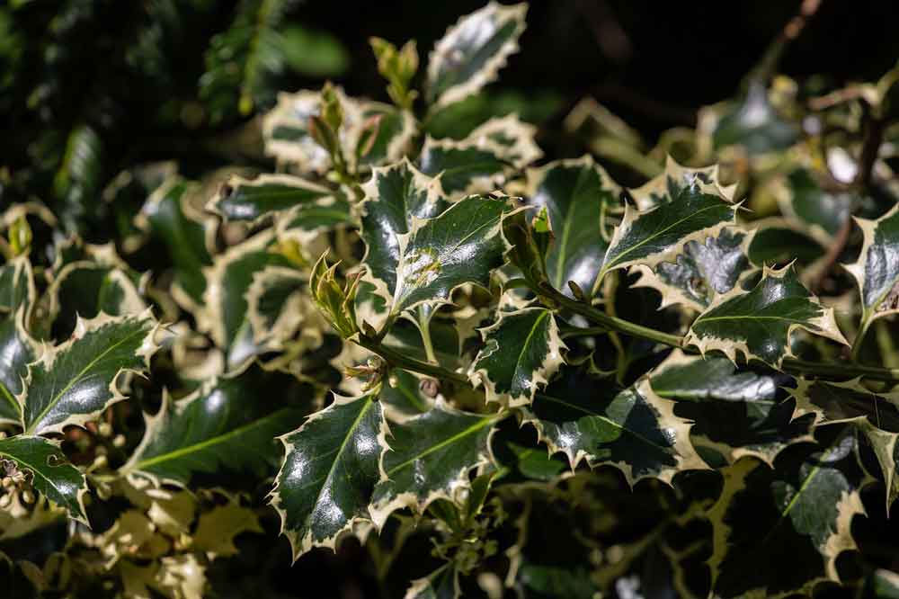 December at Norfolk School of Gardening - Holly Harvesting and Care