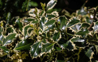 December at Norfolk School of Gardening - Holly Harvesting and Care