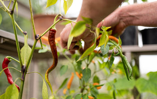 How To Grow Chillies In A Greenhouse