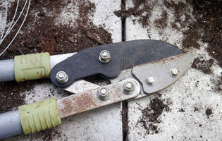 Intro to Gardening: 5 Essential Tools