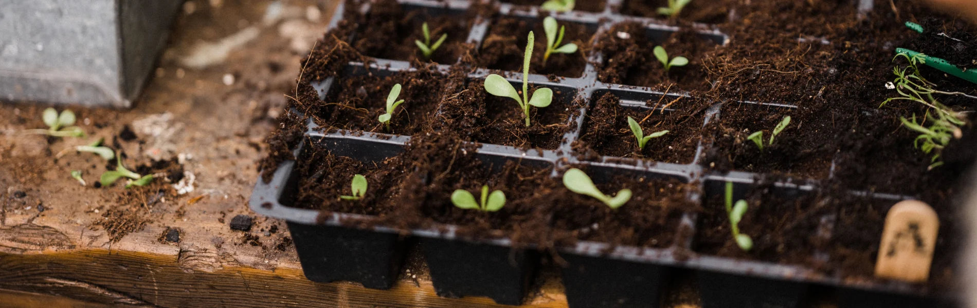 Sowing seeds in black seed tray