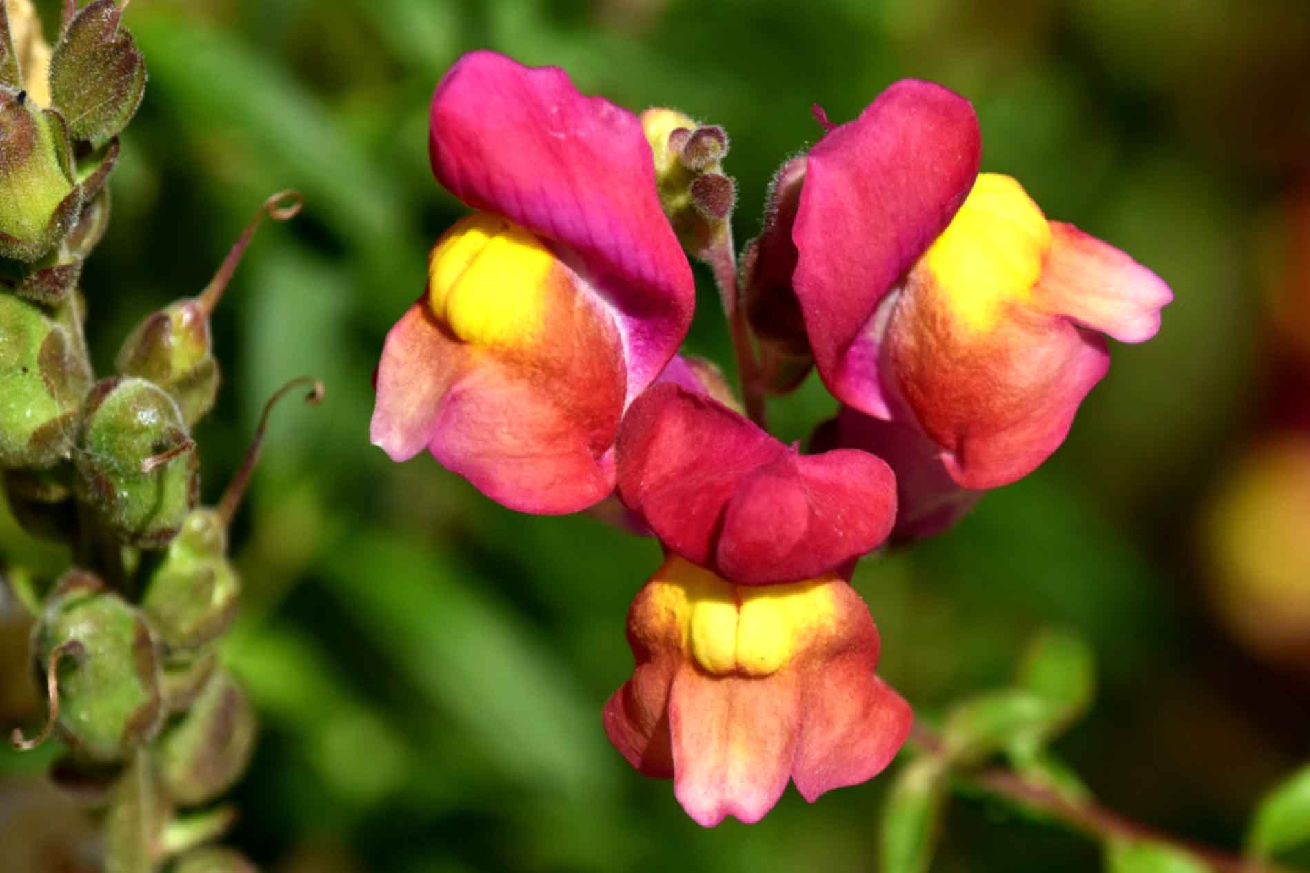 Snapdragons - Easy Growing Tips & Seed Collecting