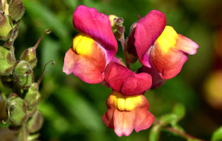 Snapdragons - Easy Growing Tips & Seed Collecting