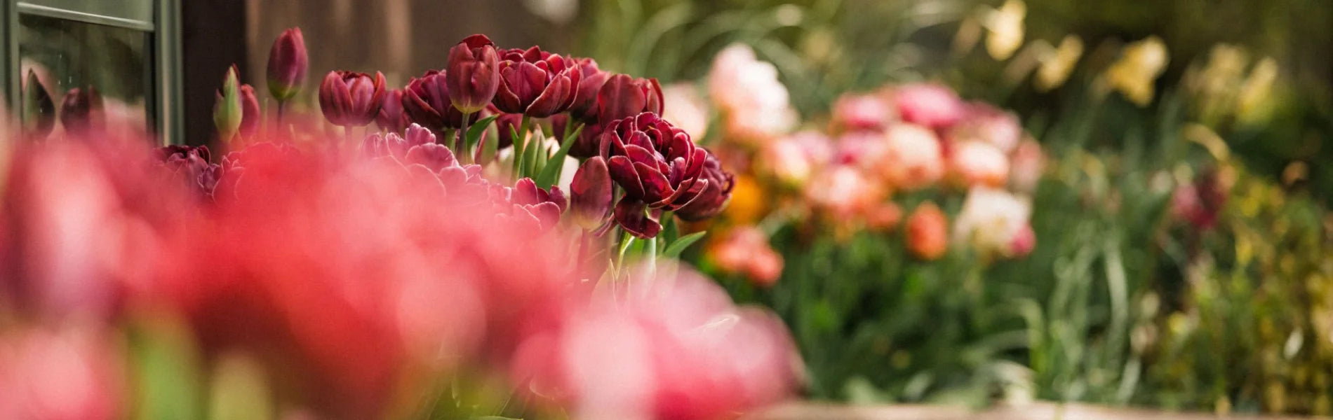 A selection of in flower plants