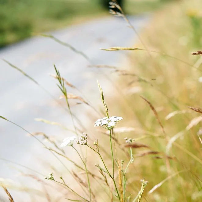 An artistic photograph off a hedgerow