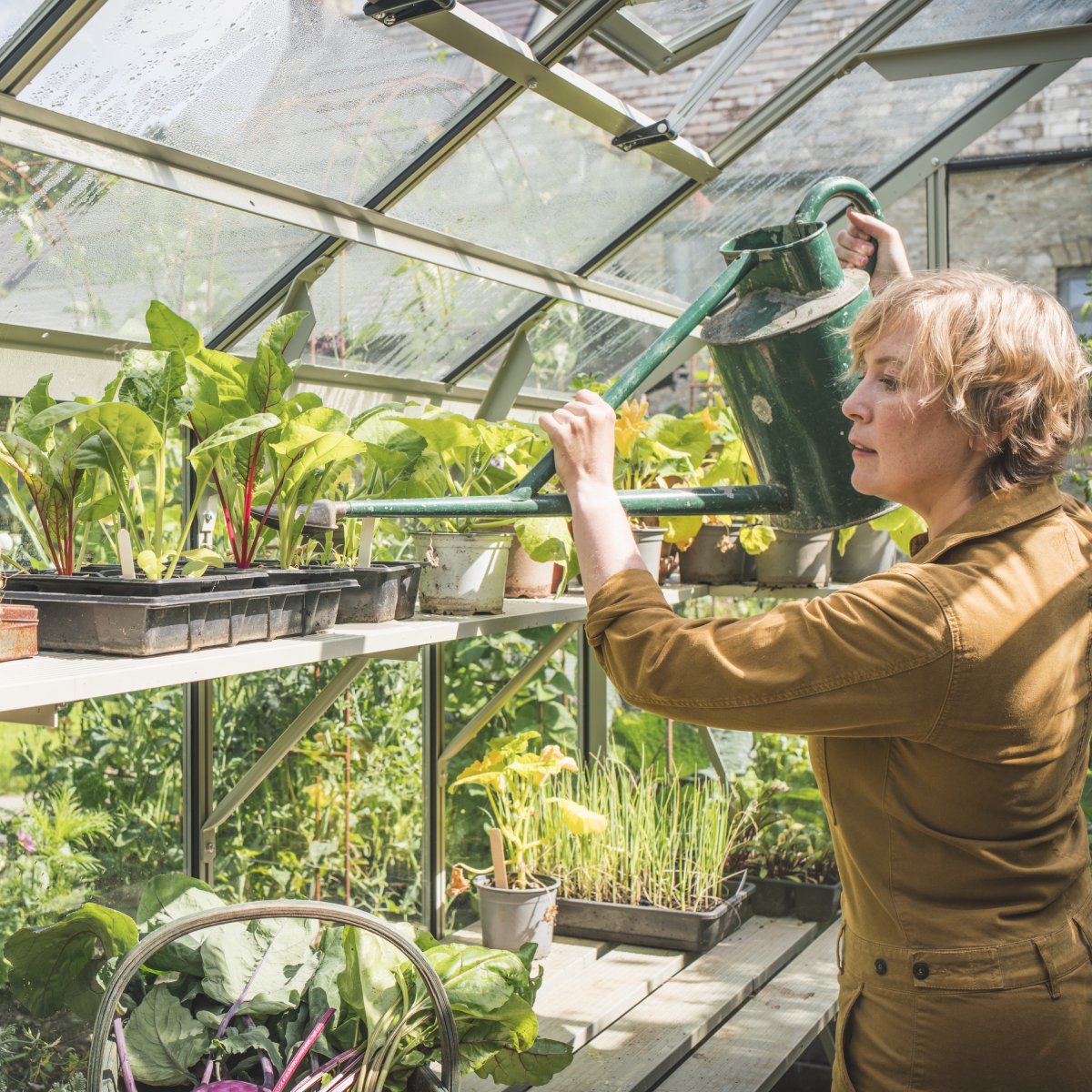 Lady watering inside her rhino greenhouse